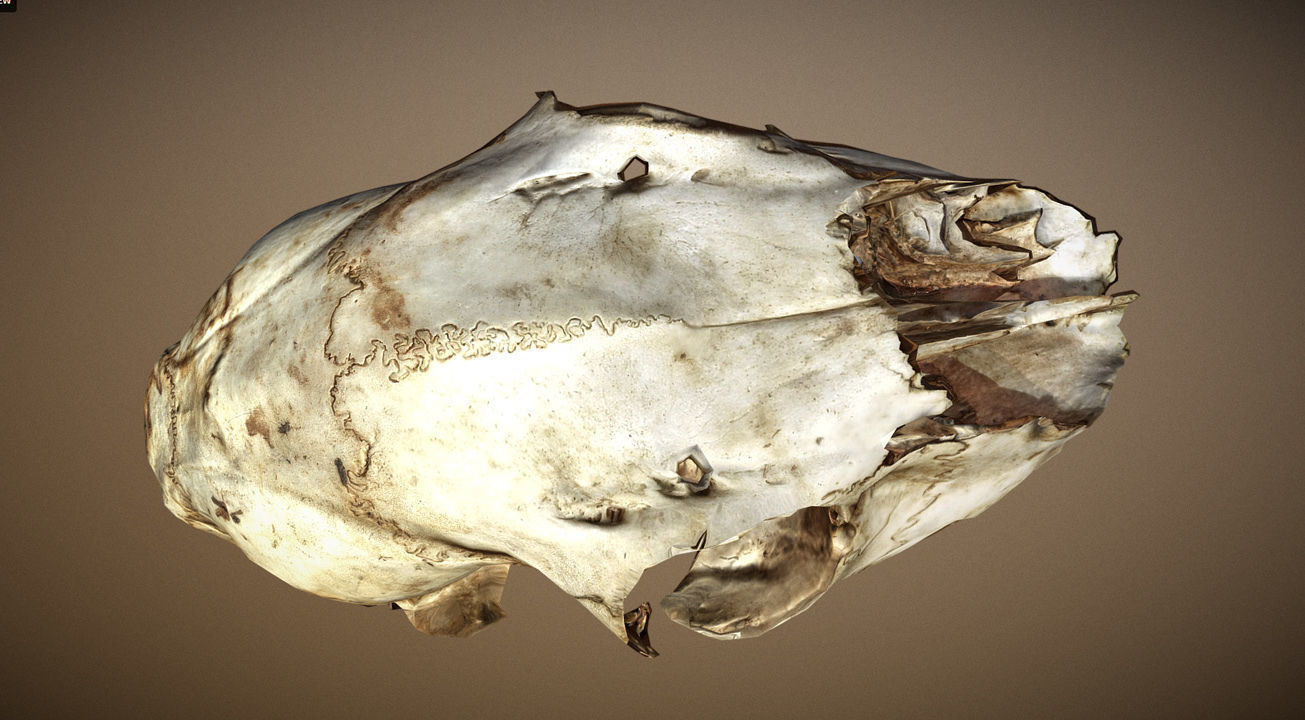 Scanned photorealistic old broken sheep skull Low-poly 3D model_4