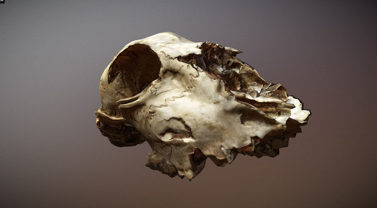 Scanned photorealistic old broken sheep skull Low-poly 3D model_7