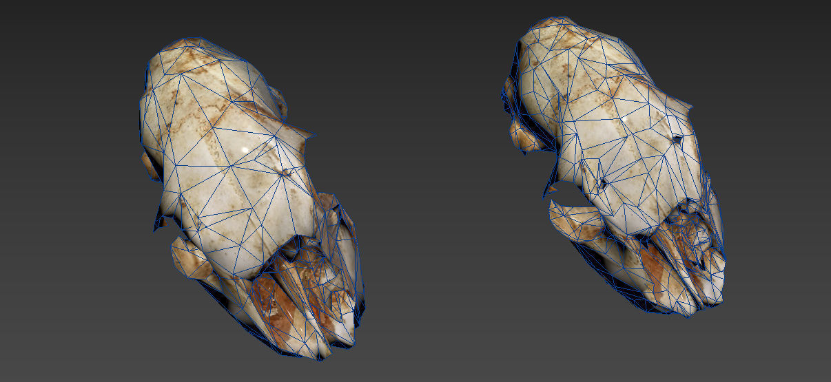 Scanned photorealistic old broken sheep skull Low-poly 3D model_23