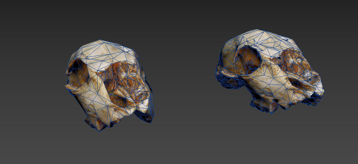 Scanned photorealistic old broken sheep skull Low-poly 3D model_19