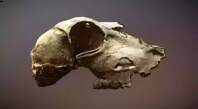 Scanned photorealistic old broken sheep skull Low-poly 3D model