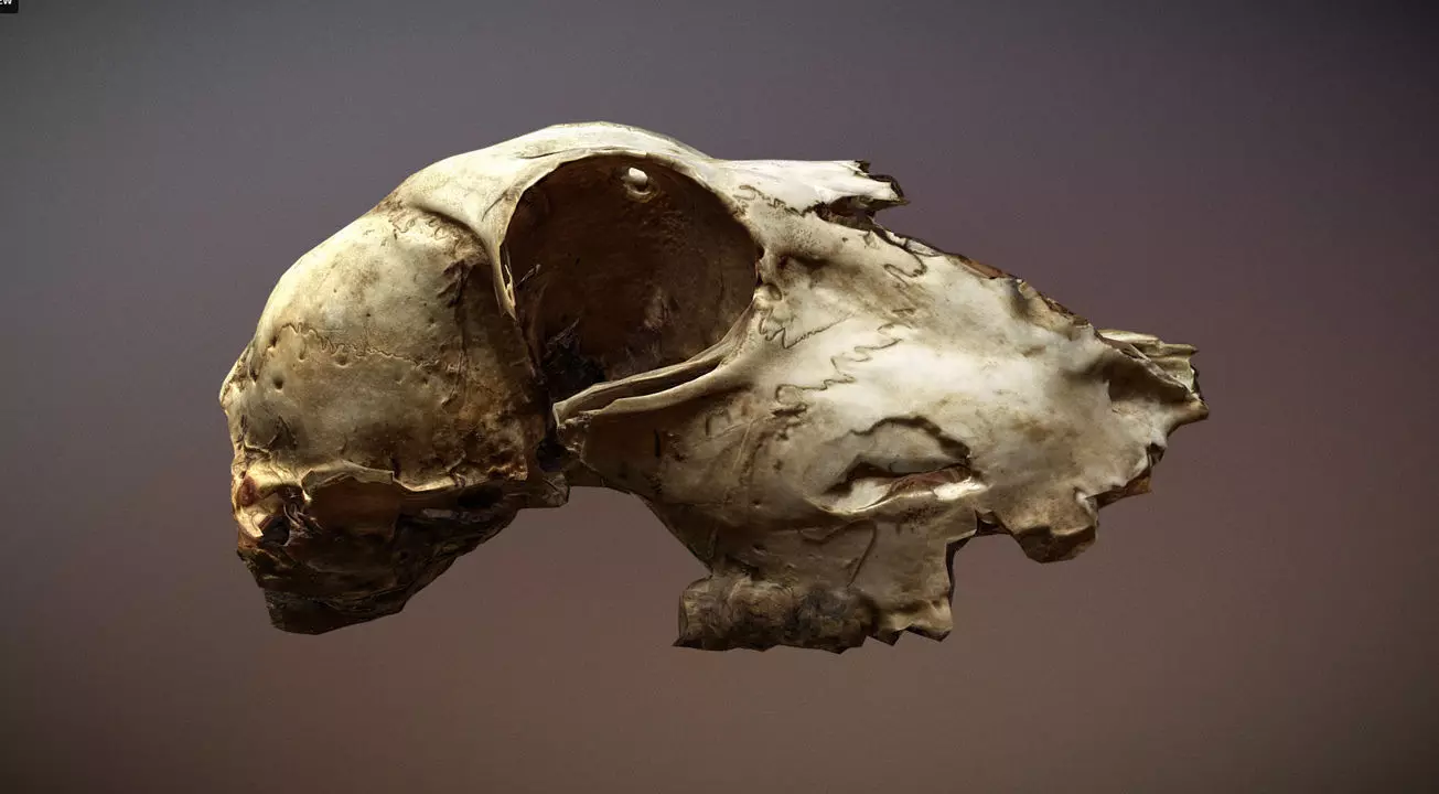 Scanned photorealistic old broken sheep skull Low-poly 3D model_0