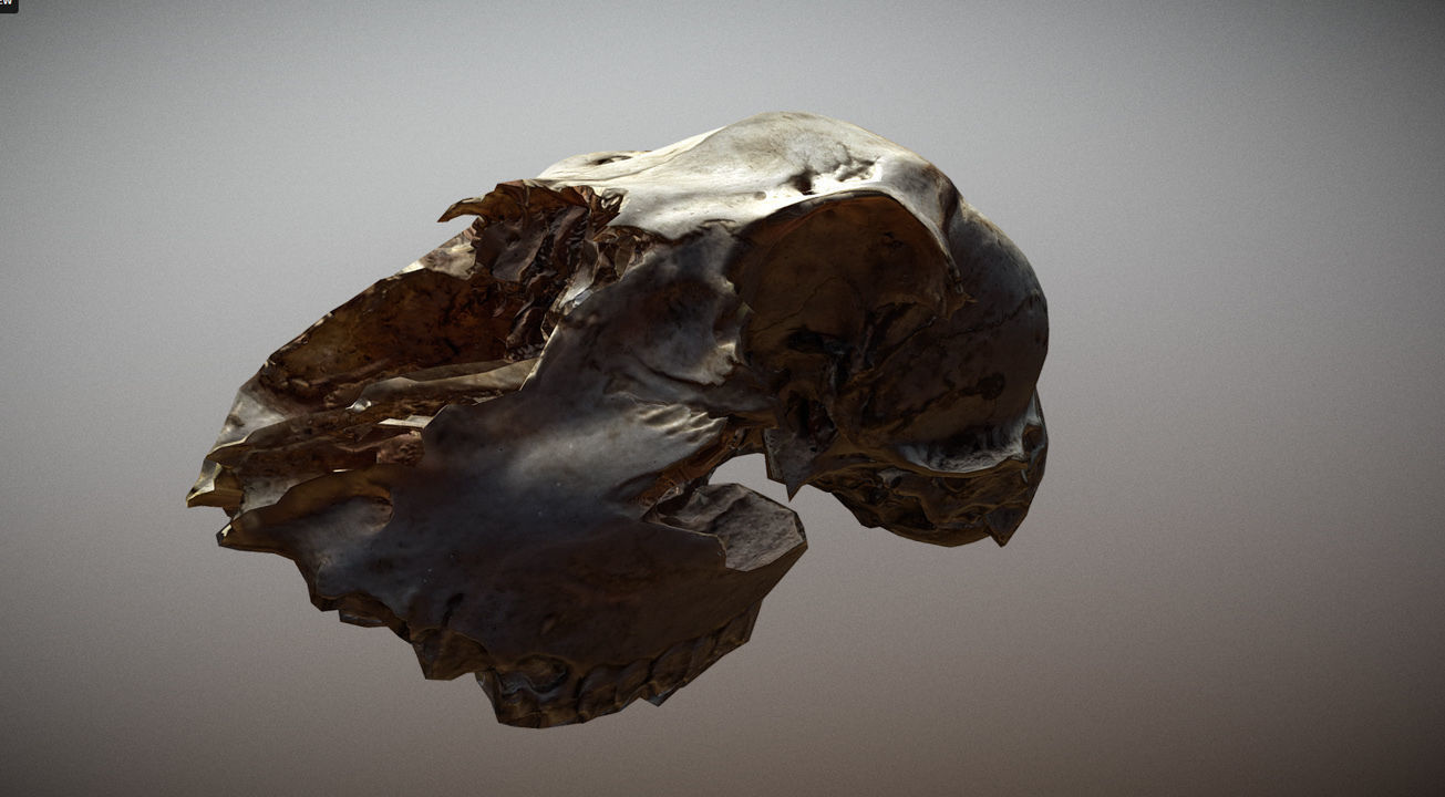 Scanned photorealistic old broken sheep skull Low-poly 3D model_5
