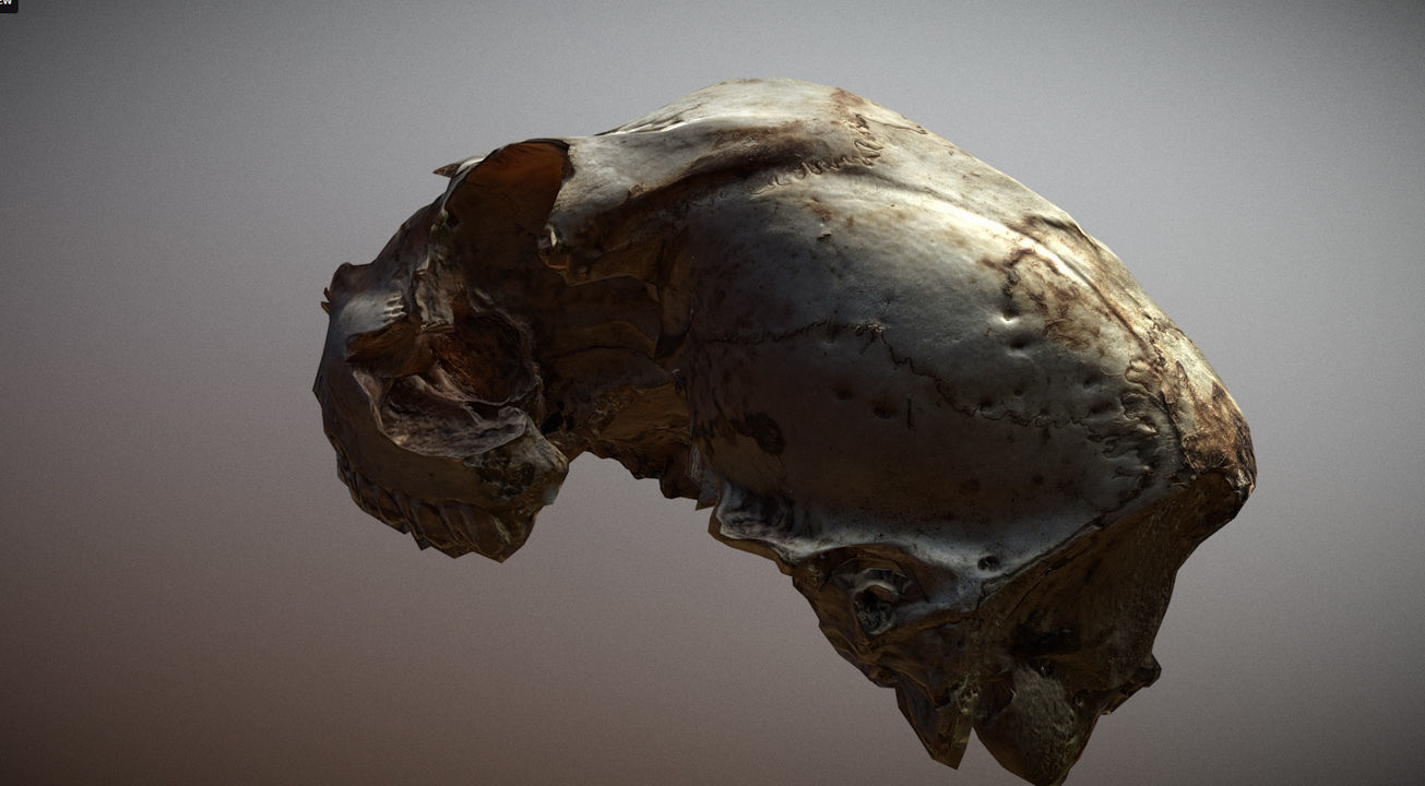 Scanned photorealistic old broken sheep skull Low-poly 3D model_6