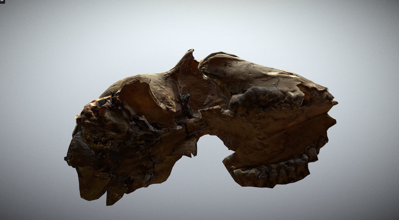 Scanned photorealistic old broken sheep skull Low-poly 3D model_3
