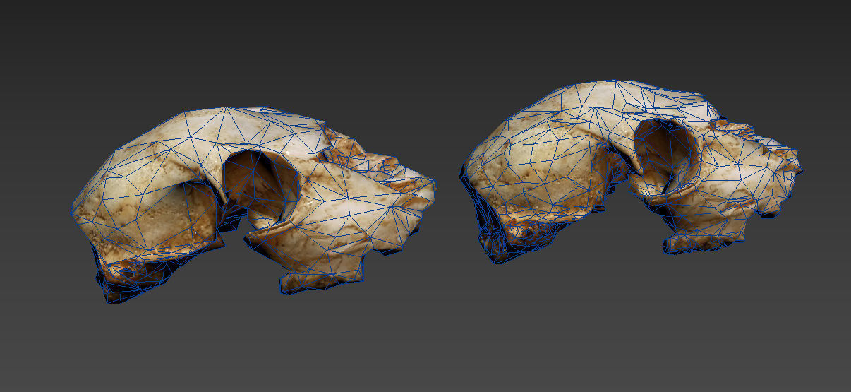 Scanned photorealistic old broken sheep skull Low-poly 3D model_22