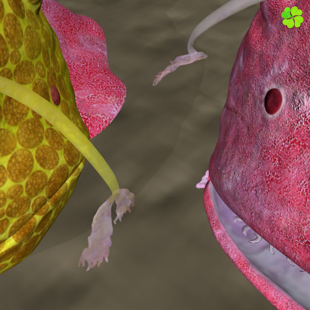 Antennarius rigged low poly Low-poly 3D model_19