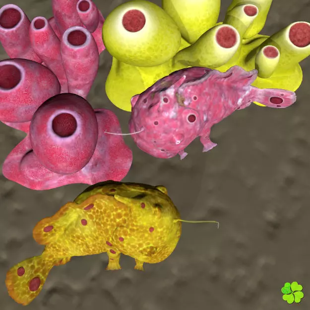 Antennarius rigged low poly Low-poly 3D model_0