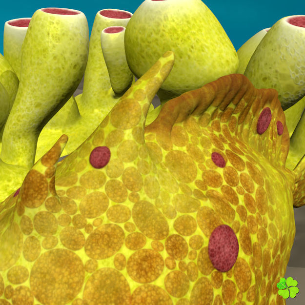 Antennarius rigged low poly Low-poly 3D model_15