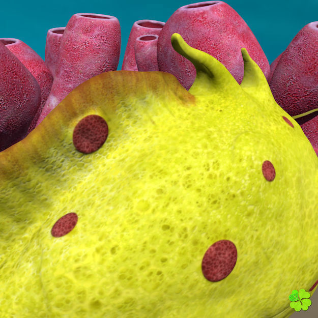 Antennarius rigged low poly Low-poly 3D model_13