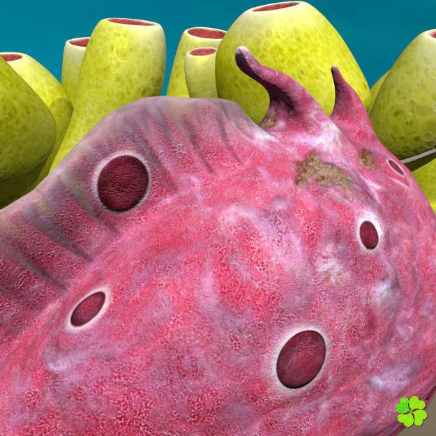 Antennarius rigged low poly Low-poly 3D model_12