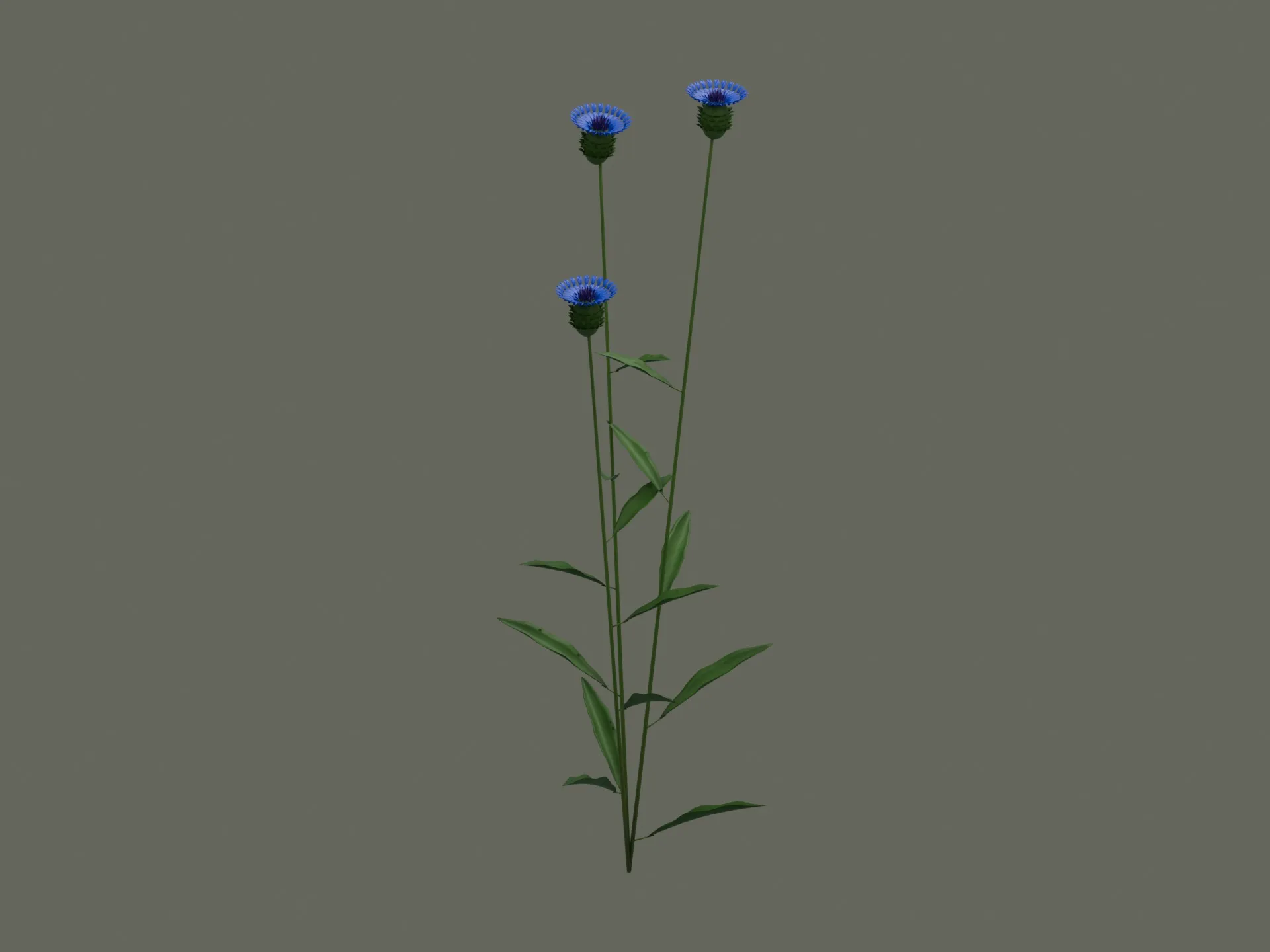 Cornflower Plant with Blue Fringed Flowers 3D model | CGTrader