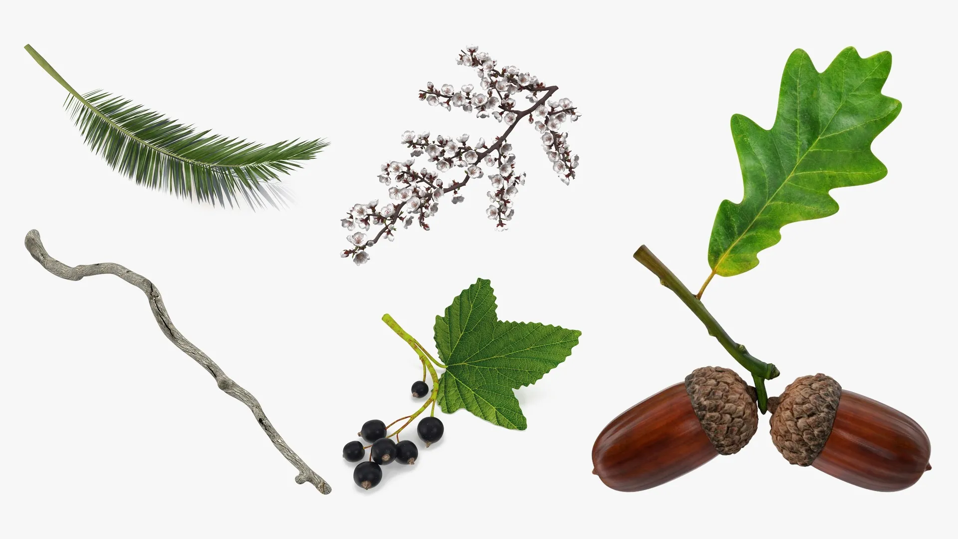 Tree Branches Collection 4 3D Model Pack | CGTrader