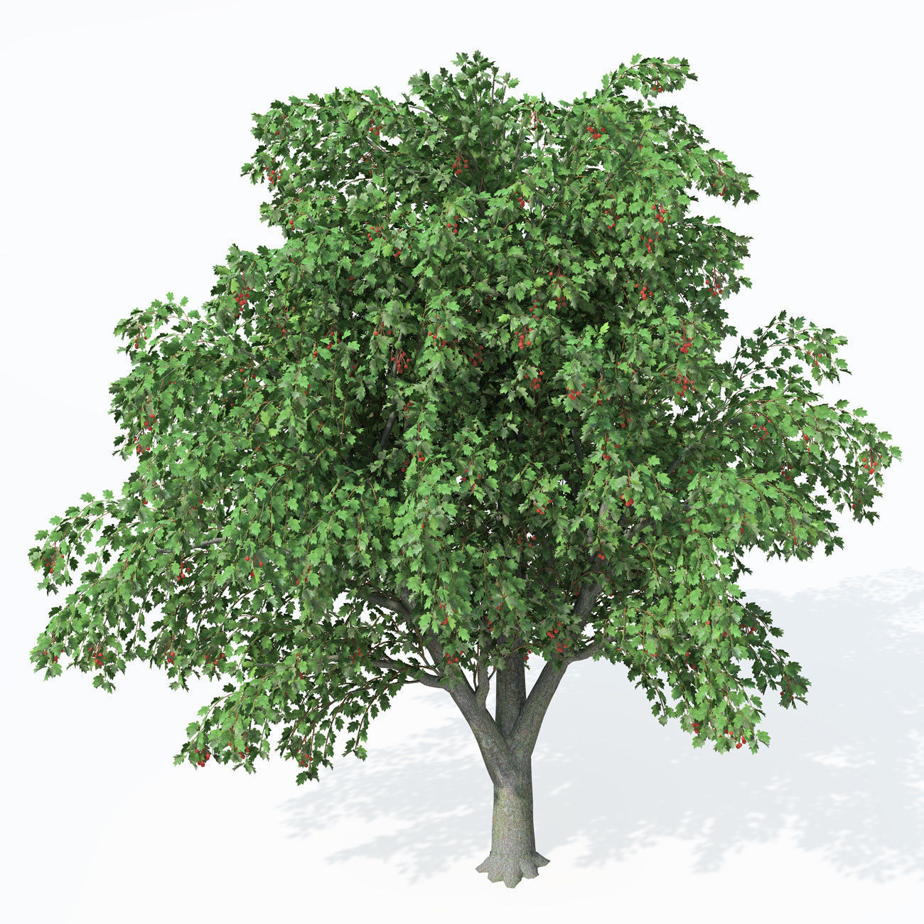 XfrogPlants Wild Service Tree 3D model_1
