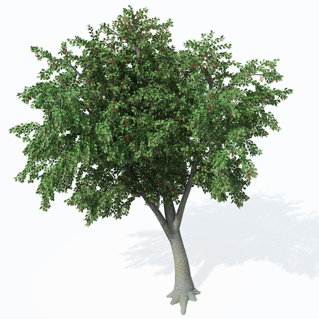 XfrogPlants Wild Service Tree 3D model_6