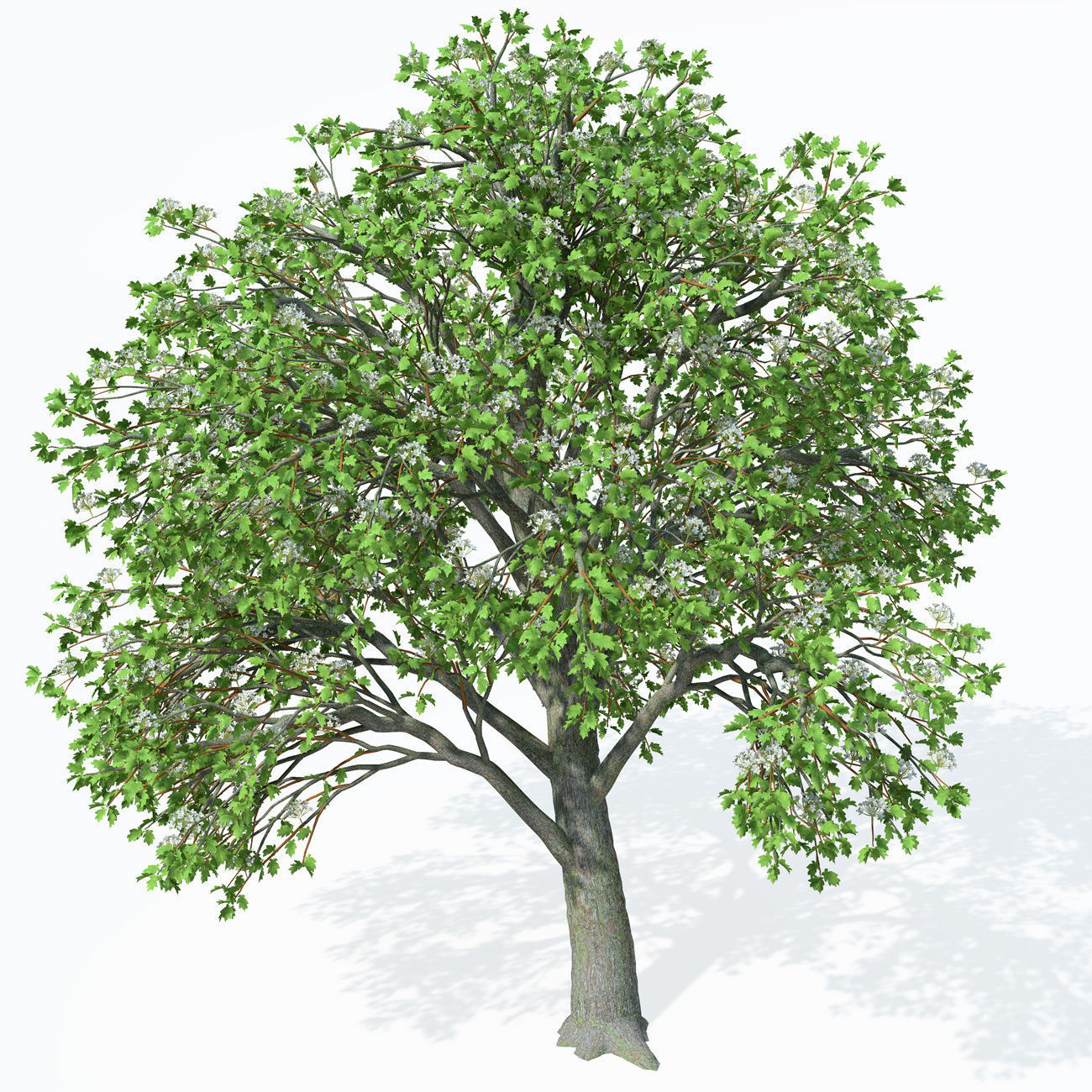 XfrogPlants Wild Service Tree 3D model_7