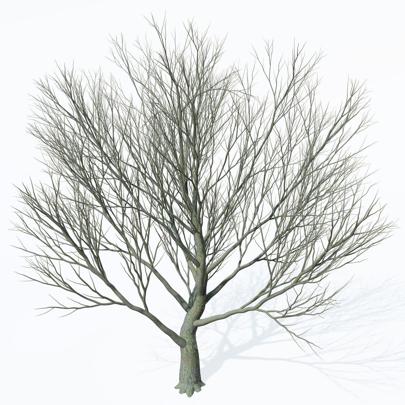XfrogPlants Wild Service Tree 3D model_5