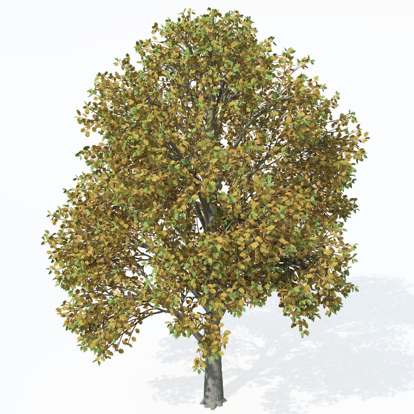 XfrogPlants Wild Service Tree 3D model_3