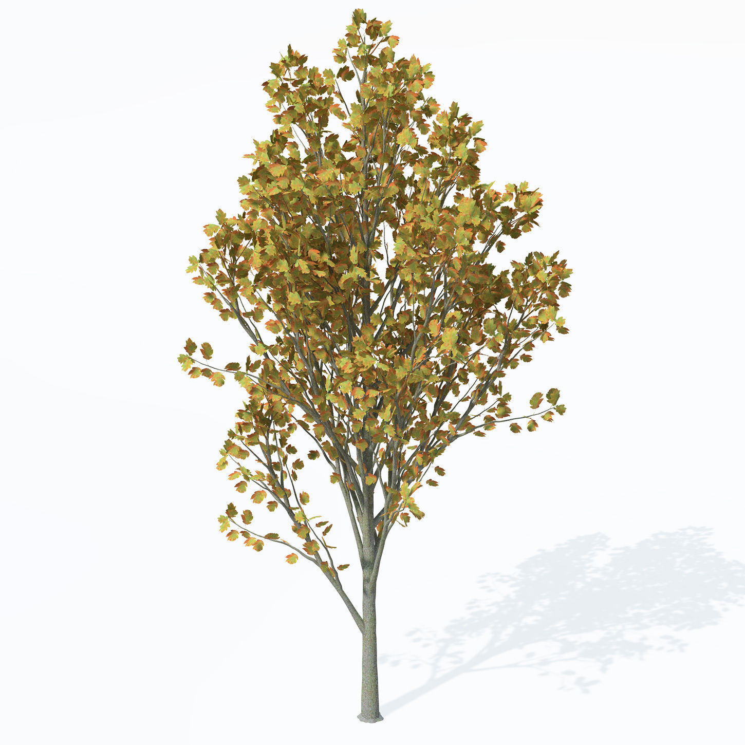 XfrogPlants Wild Service Tree 3D model_2