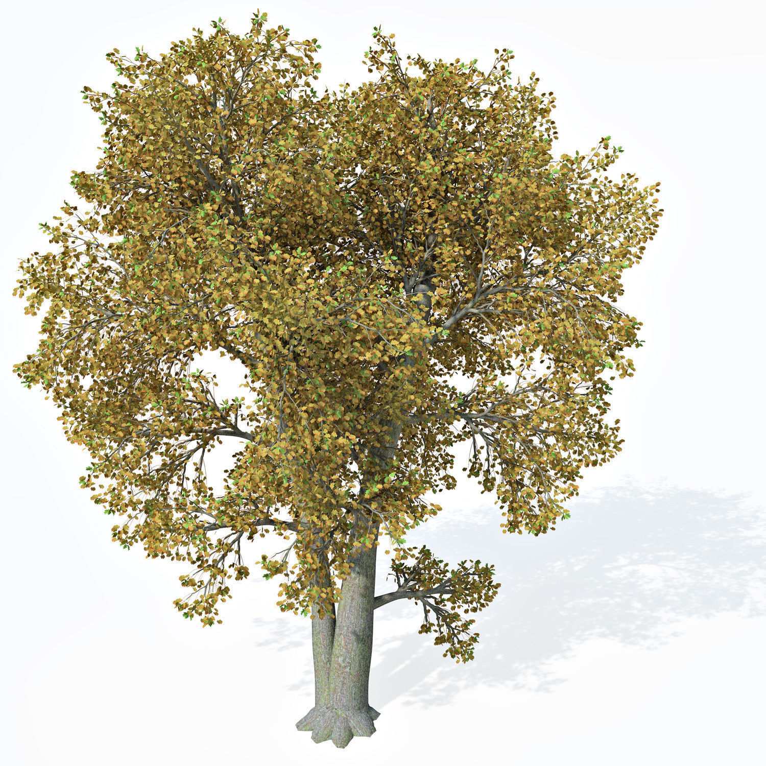 XfrogPlants Wild Service Tree 3D model_8
