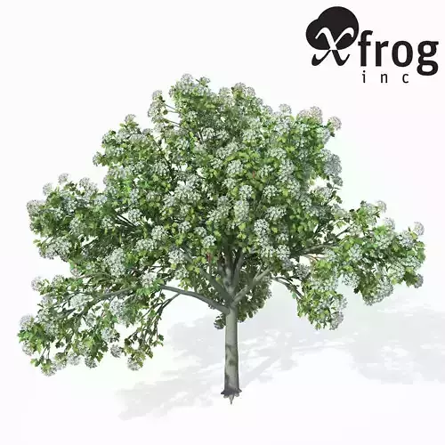 XfrogPlants Wild Service Tree
