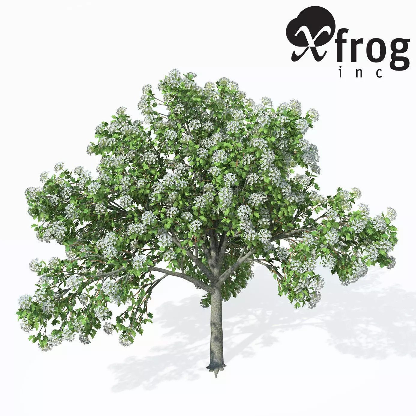 XfrogPlants Wild Service Tree 3D model_0