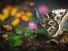 Insects Rigged Collection 3D Model Pack | CGTrader
