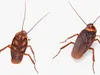 Insects Rigged Collection 3D Model Pack | CGTrader