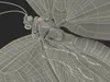 Animated Flying Monarch Butterfly Rigged for Maya 3D model animated ...
