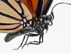 Animated Flying Monarch Butterfly Rigged for Maya 3D model animated ...