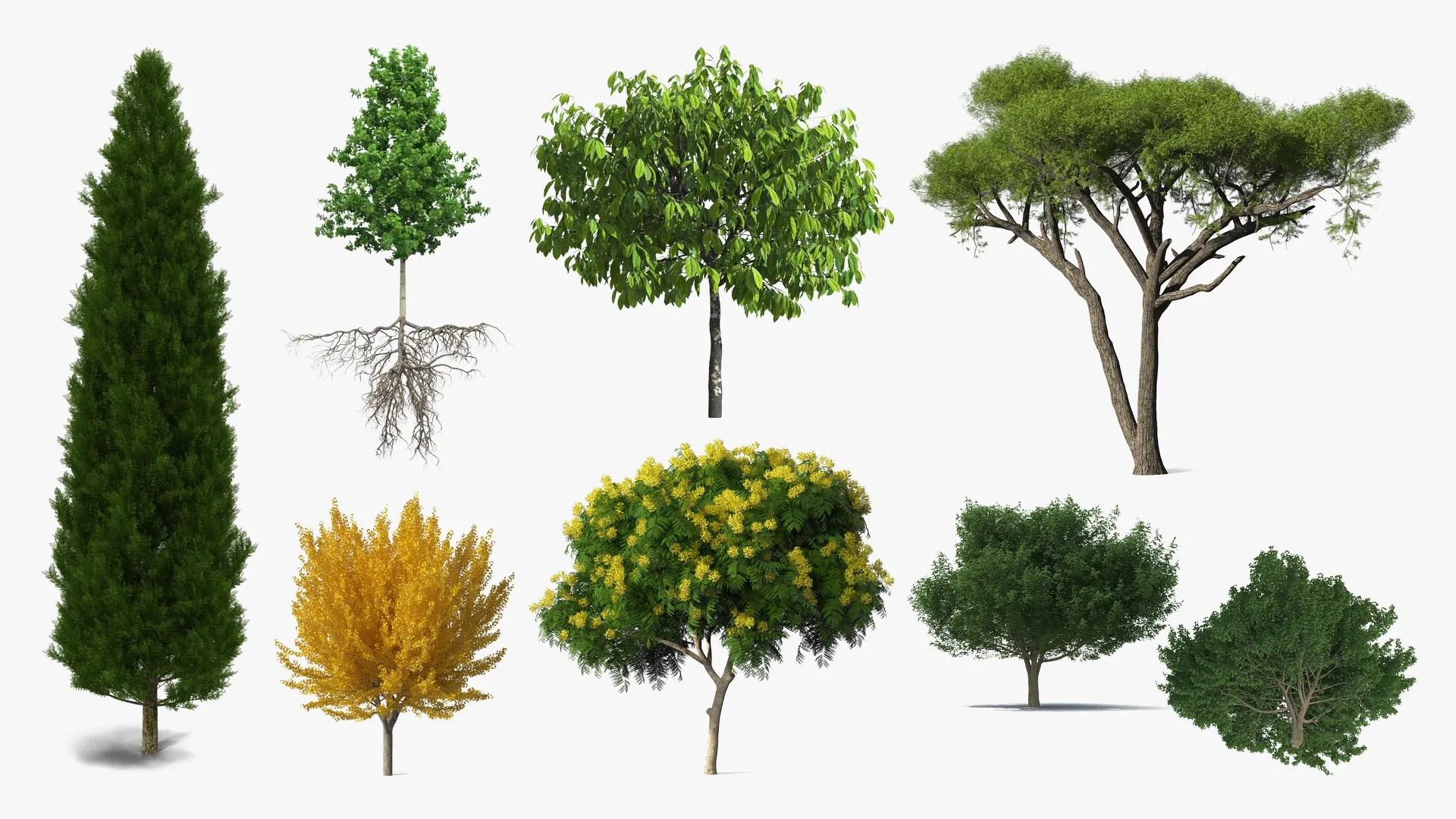 Trees Collection 9 3D Model Pack | CGTrader