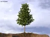 Trees Collection 9 3D Model Pack | CGTrader