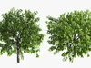 Trees Collection 10 3D Model Pack | CGTrader
