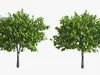 Trees Collection 10 3D Model Pack | CGTrader