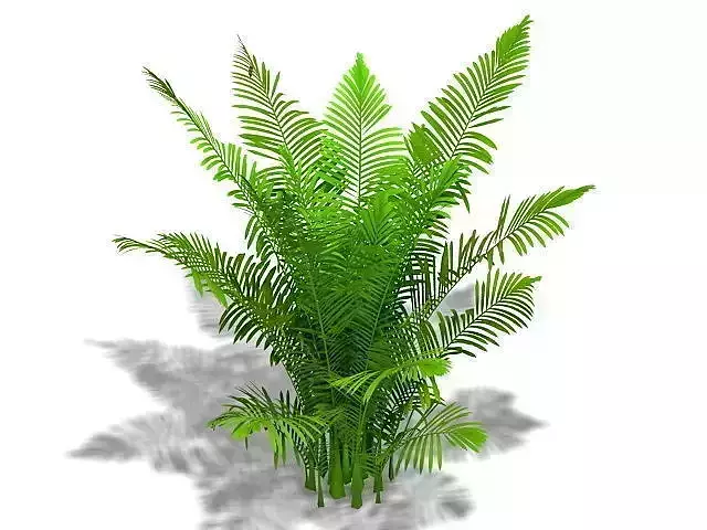 Areca palm plant Free low-poly 3D model