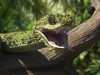 Snakes Collection 3D Model Pack | CGTrader