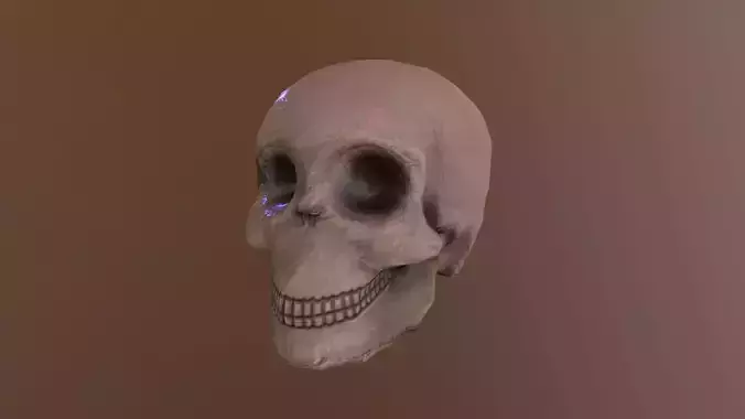 Human Skull Low-poly 3D model