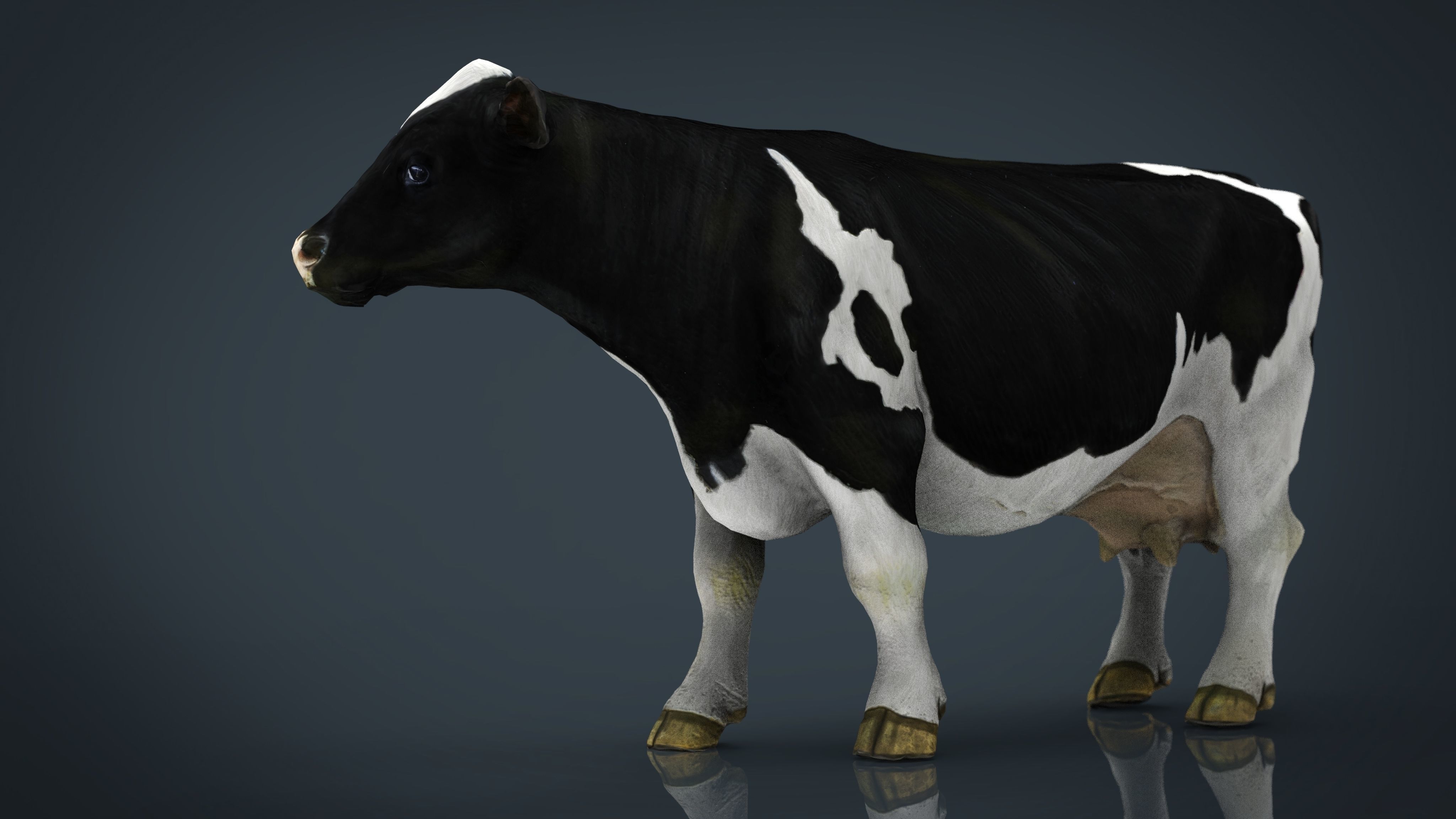 Milk Cow Low-poly 3D model_15
