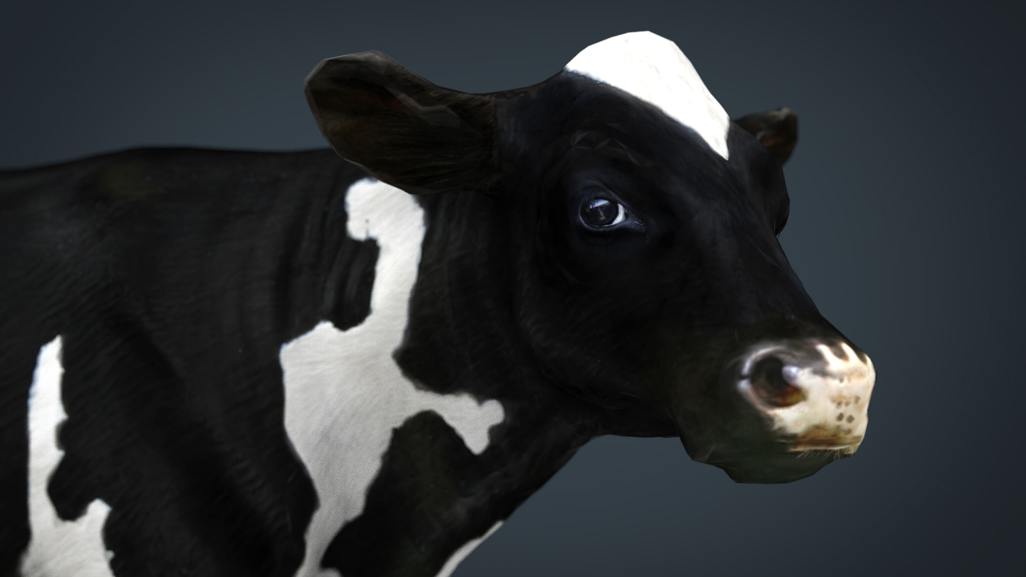 Milk Cow Low-poly 3D model_14