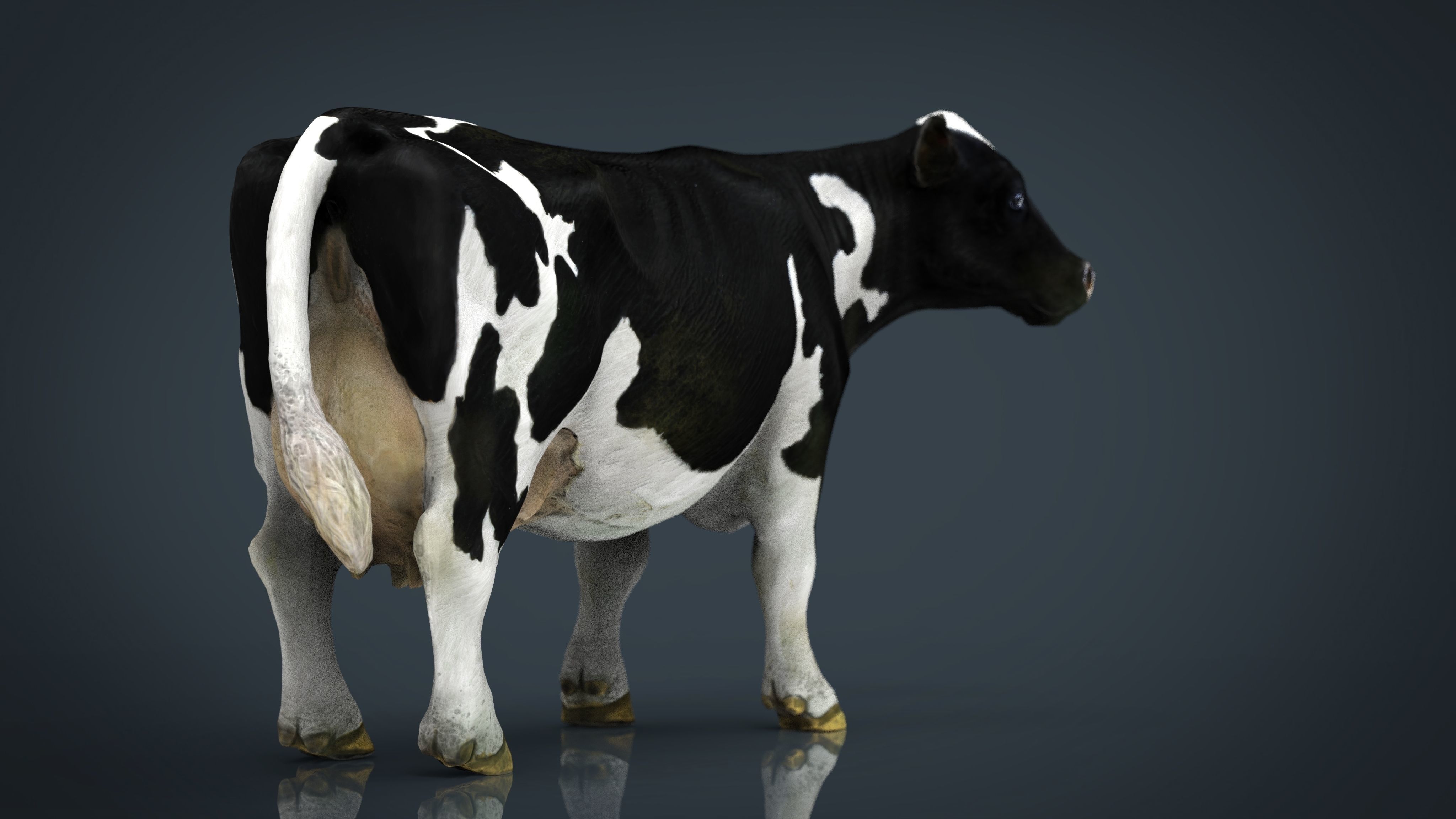 Milk Cow Low-poly 3D model_13