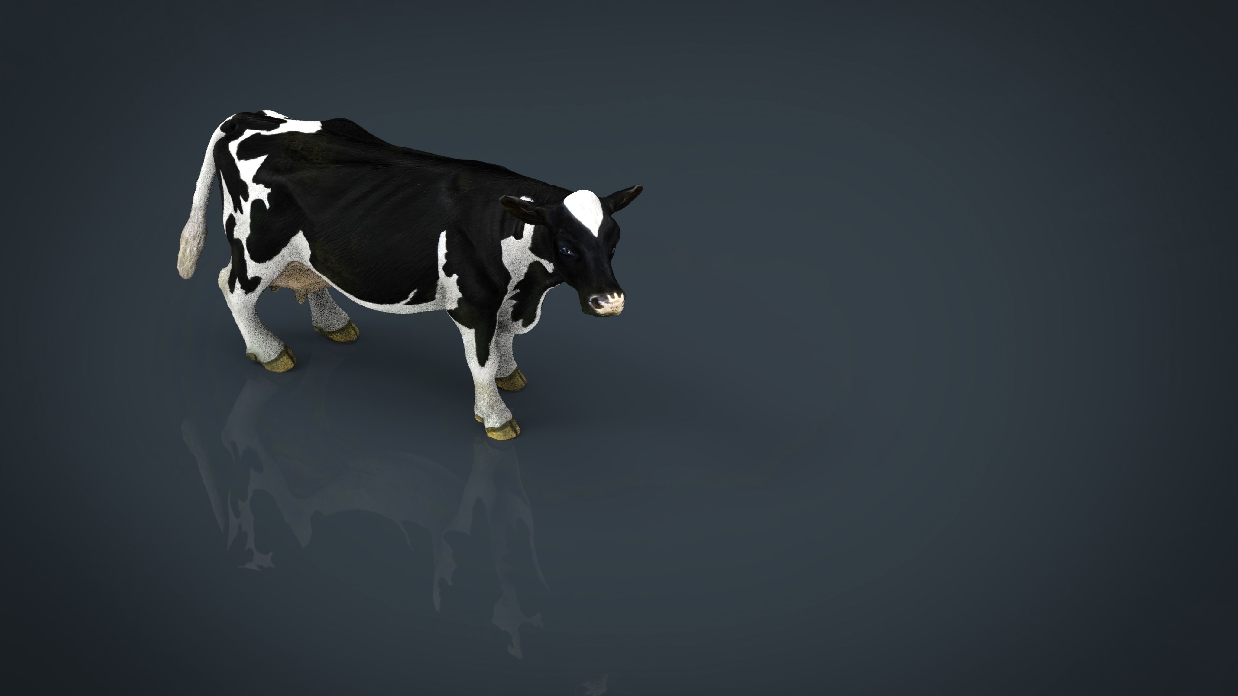 Milk Cow Low-poly 3D model_9