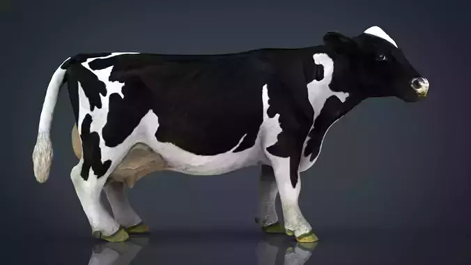 Milk Cow