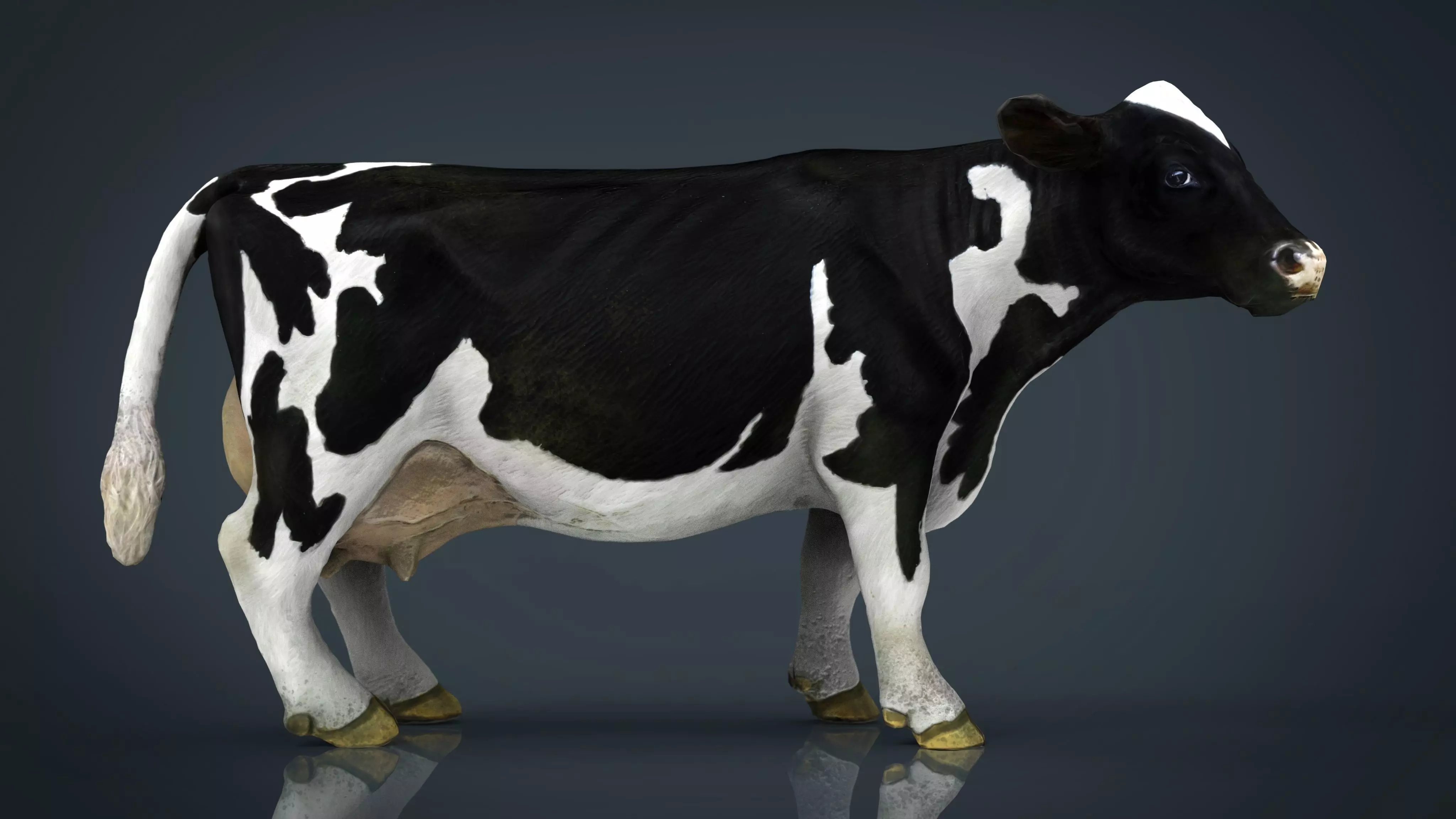 Milk Cow Low-poly 3D model_0