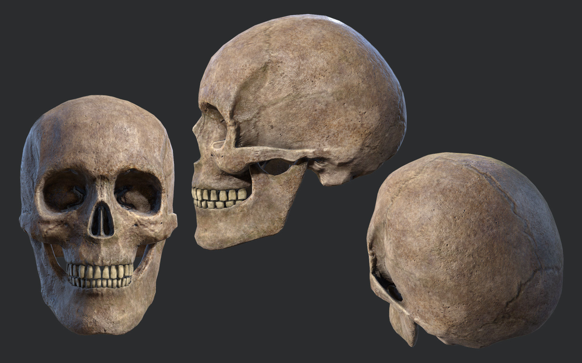 Lowpoly Skull three different skulls Low-poly 3D model_2