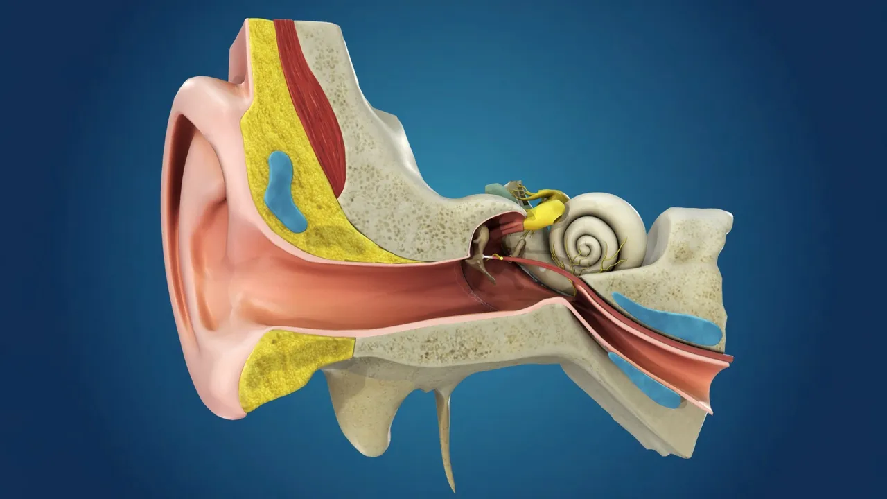 Ear Structure Inside Human Ear Anatomy 3D model | CGTrader