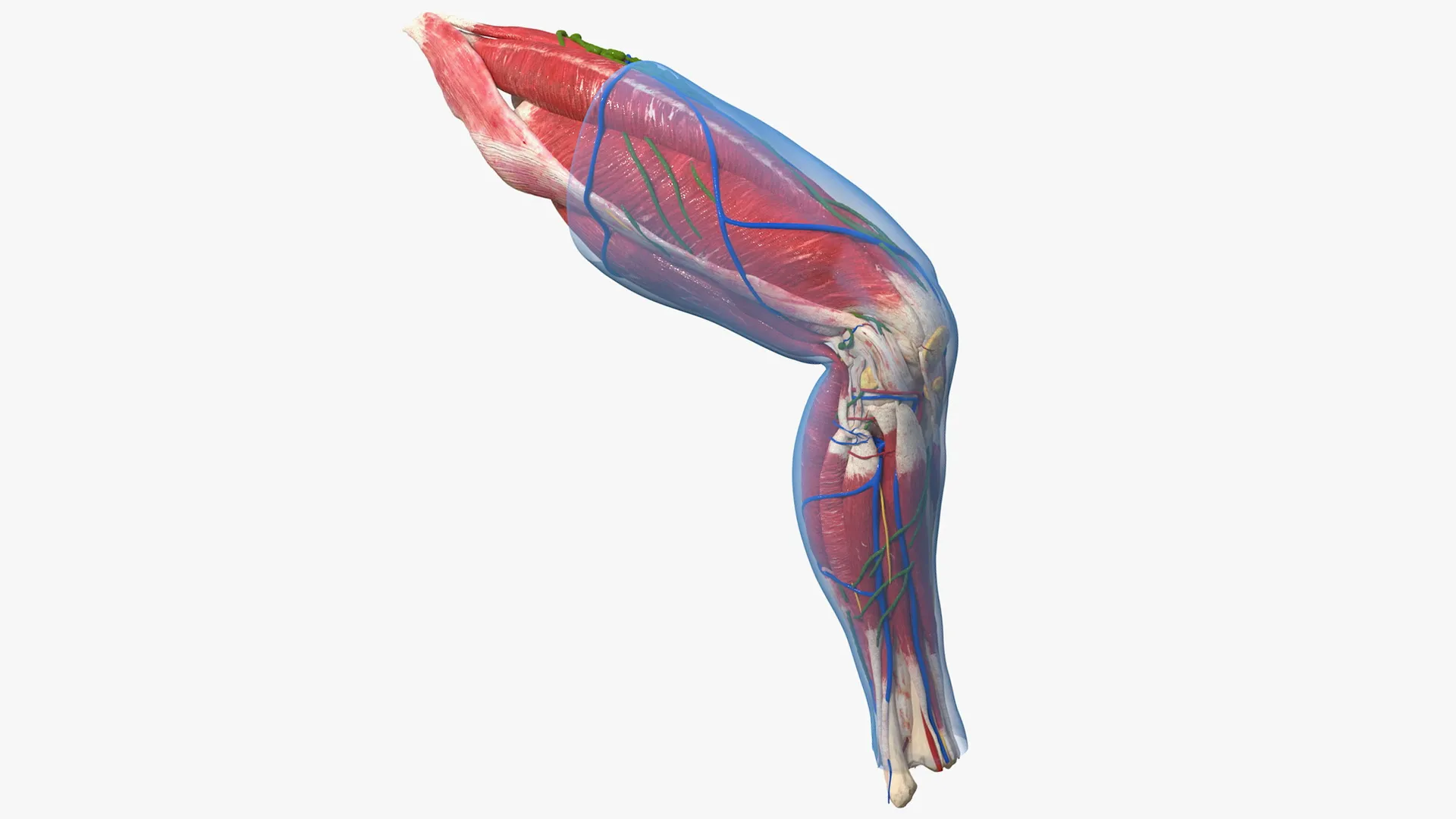 Human Knee Joint Anatomy Rigged for Cinema 4D 3D model rigged | CGTrader