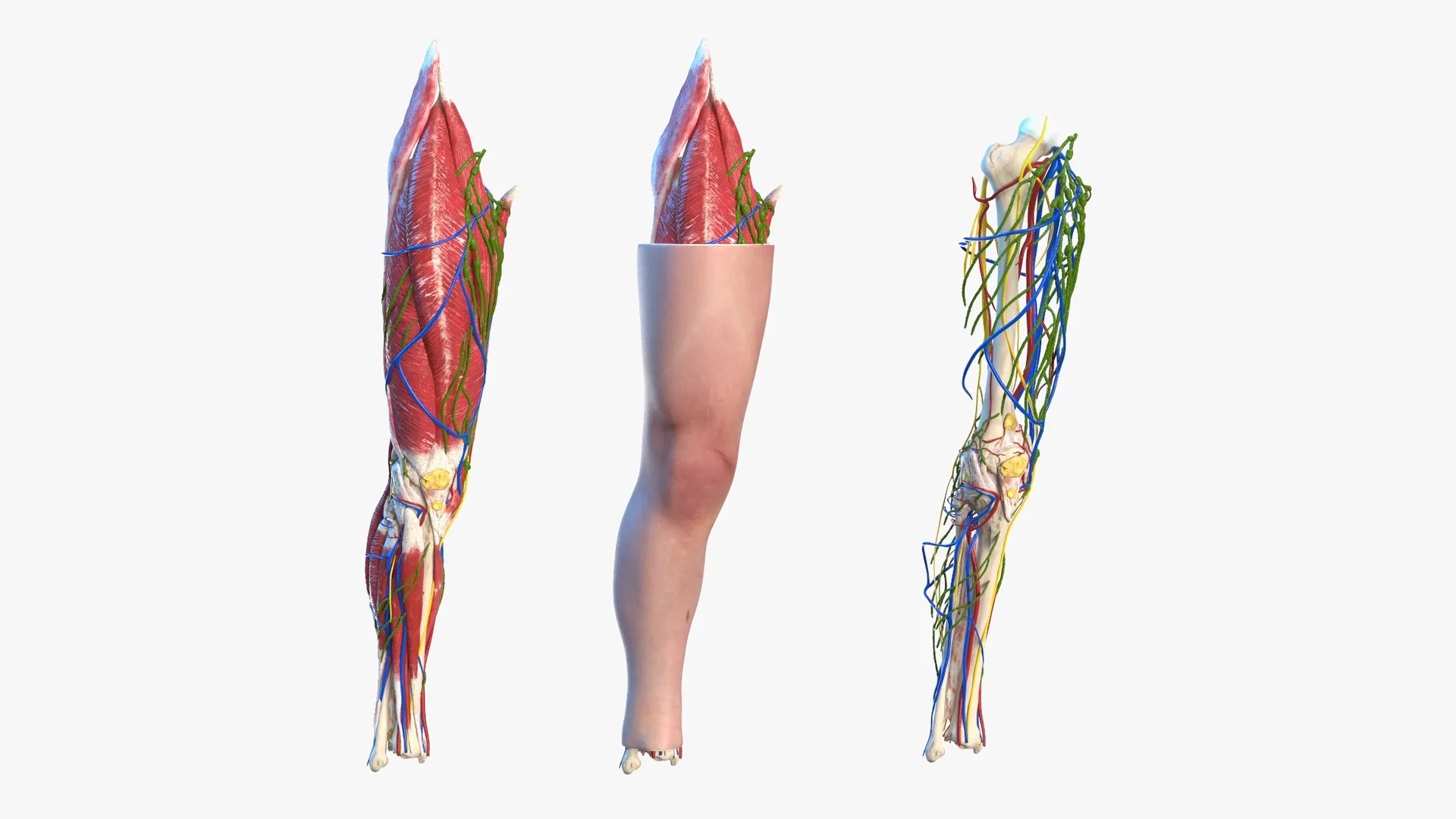 Knee Human Anatomy Rigged for Maya 3D model rigged | CGTrader