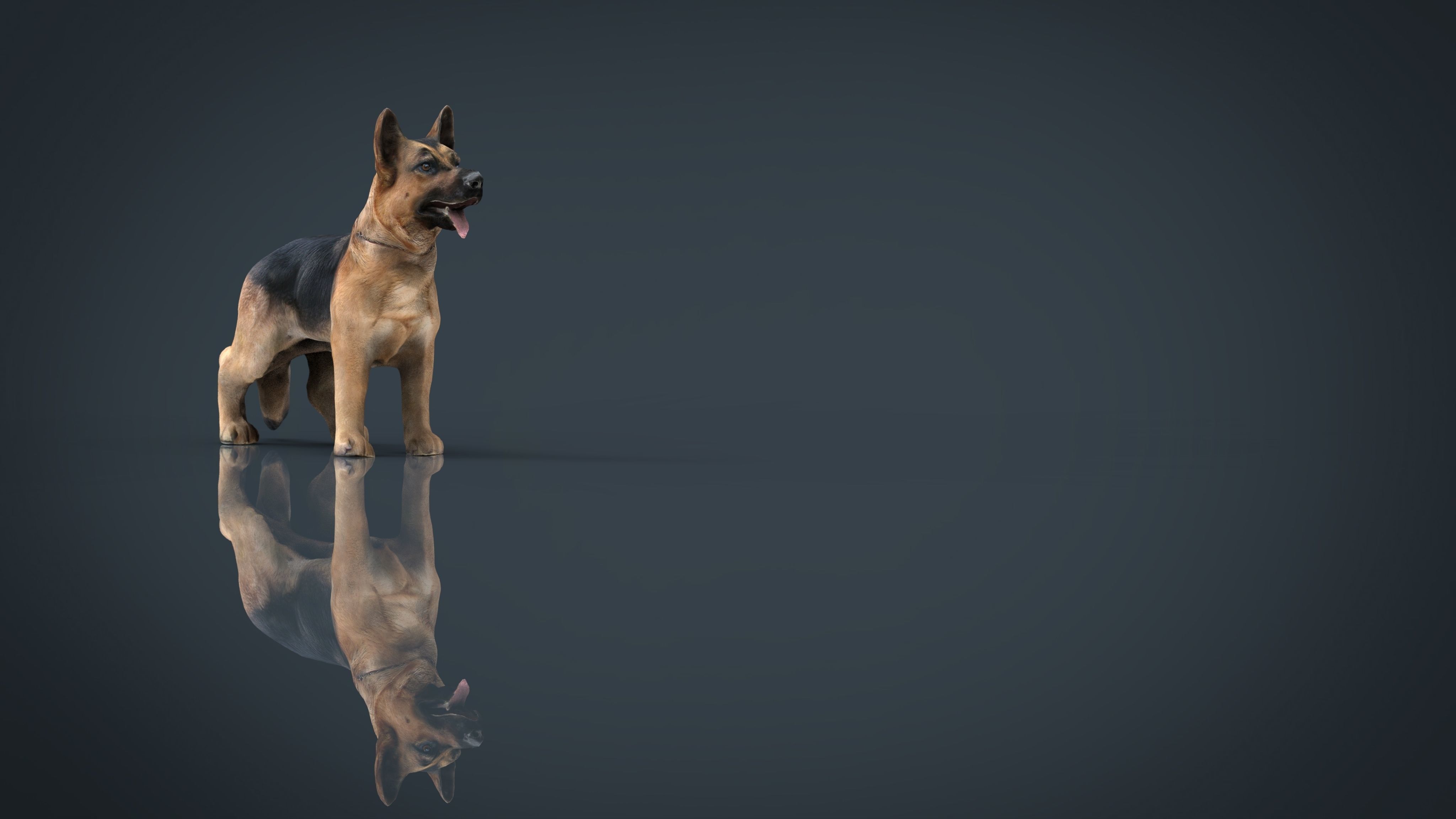 German shepherd Low-poly 3D model_10
