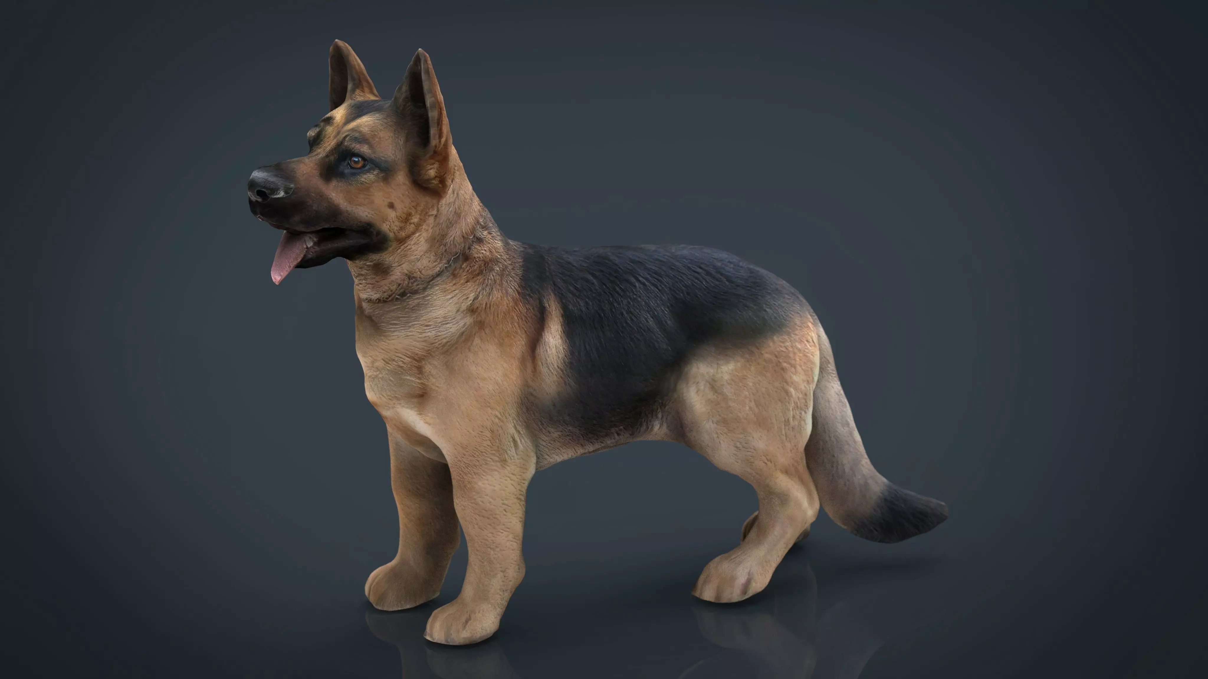 German shepherd Low-poly 3D model_0