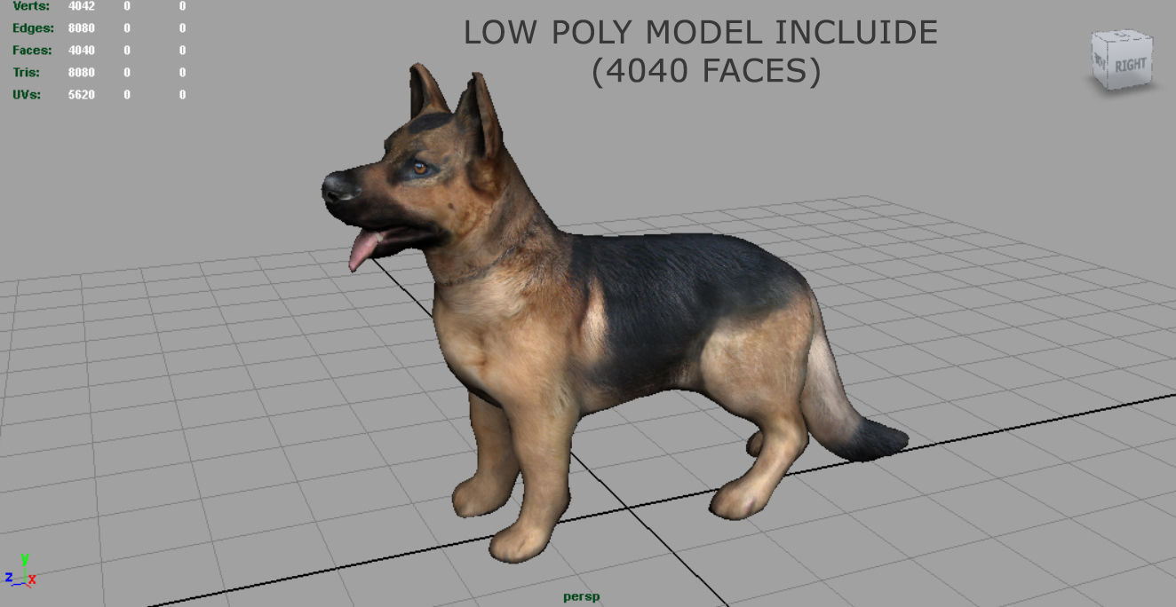 German shepherd Low-poly 3D model_6